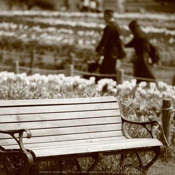 馬見丘陵公園(IMG_0393dpp(3),100 mm,F1.8)2016yaotomi_.jpg