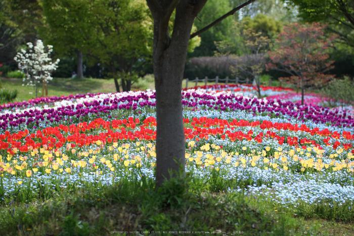 馬見丘陵公園(IMG_0420dpp(2),77 mm,F2)2016yaotomi_.jpg