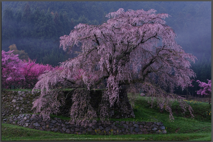 奈良大宇陀 本郷の瀧桜（又兵衛桜）（桜開花 2016） ／ FUJIFILM X