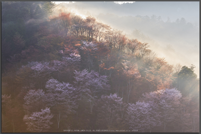 奈良 吉野山（桜開花 2016） ／ PENTAX K-3II - お写ん歩