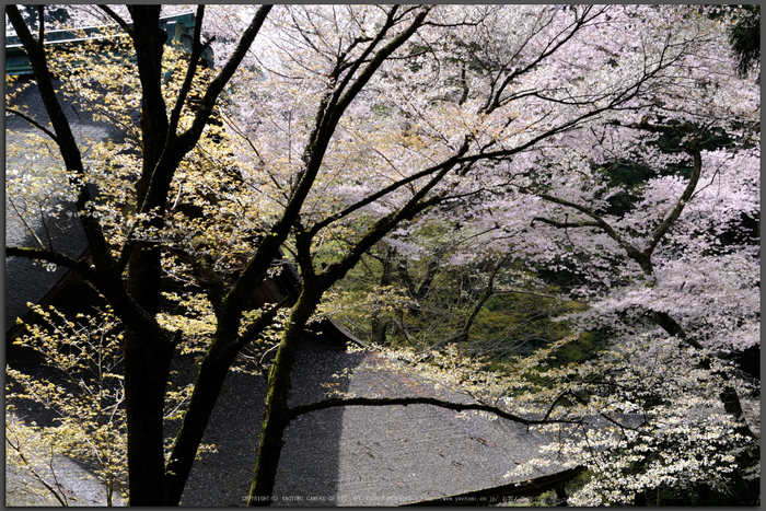 お写ん歩: FUJINON XF50-140mm F2.8 R LM OIS WRアーカイブ