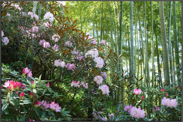 【作例画像有】Panasonic Lumix DMC-FH8 DMC-FH8_549004?wid=1200&hei=630