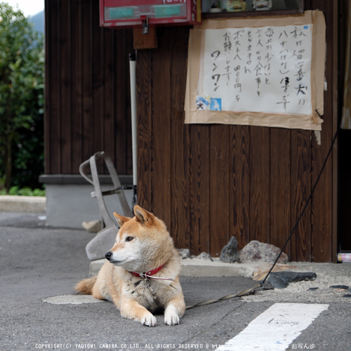 三千院,しゃくなげ(DSCF0466)_2016yaotomi.jpg