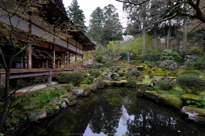 三千院,しゃくなげ(DSCF0489,10 mm,F7.1)_2016yaotomi.jpg