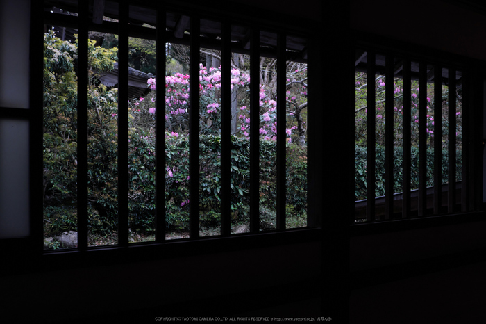 三千院,しゃくなげ(DSCF0516,17 mm,F5.6)_2016yaotomi.jpg