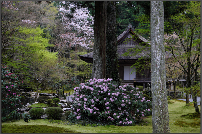 三千院,しゃくなげ(DSCF0524,39-mm,F7.1)_2016yaotomi_T.jpg