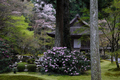 三千院,しゃくなげ(DSCF0524f,39 mm,F7.1)2016yaotomi.jpg