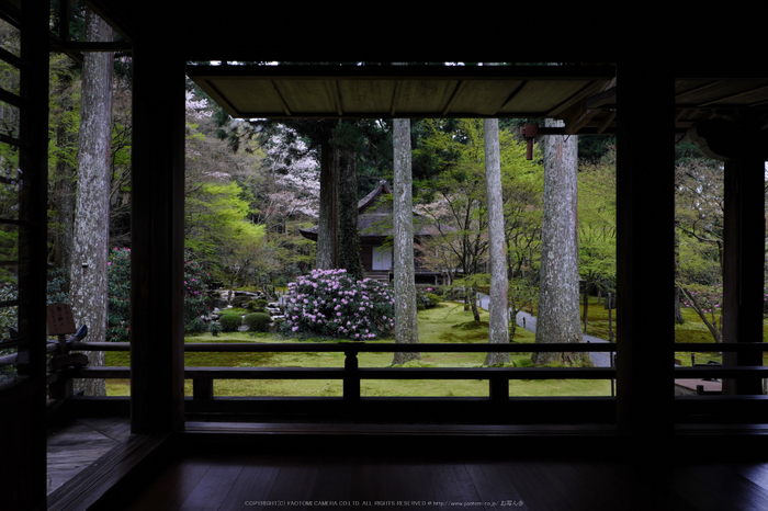 三千院,しゃくなげ(DSCF0537,17 mm,F7.1)_2016yaotomi.jpg