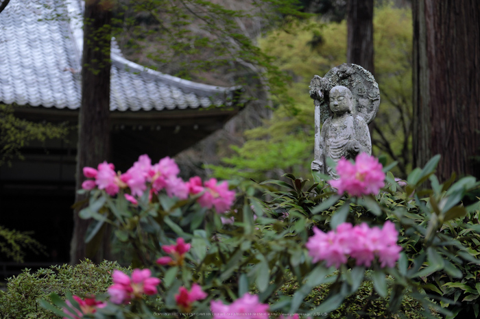 三千院,しゃくなげ(DSCF0574,74 mm,F2.8)_2016yaotomi.jpg