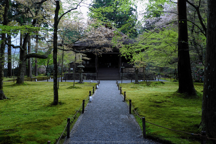 三千院,しゃくなげ(DSCF0583,18 mm,F6.4)_2016yaotomi.jpg