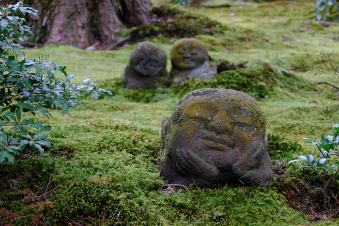 三千院,しゃくなげ(DSCF0590,111 mm,F11)_2016yaotomi.jpg