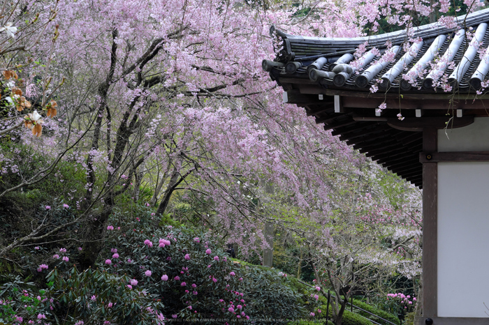 三千院,しゃくなげ(DSCF0613,56 mm,F7.1)_2016yaotomi.jpg