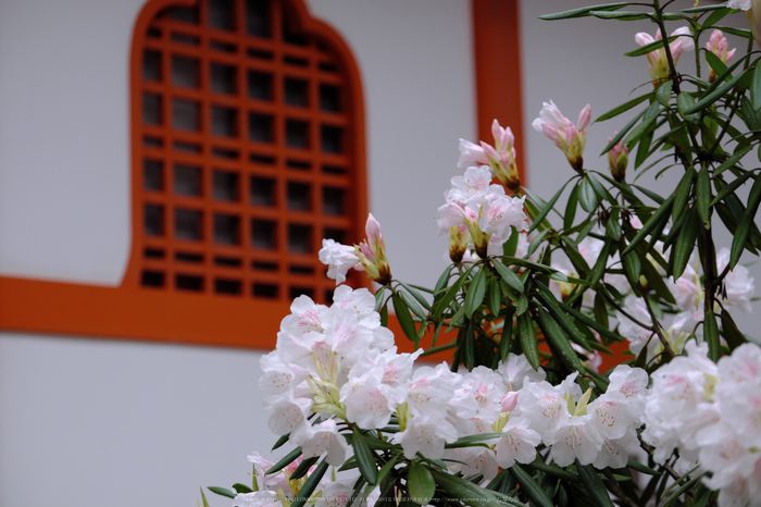 三千院,しゃくなげ(DSCF0666,66 mm,F3.2)_2016yaotomi.jpg