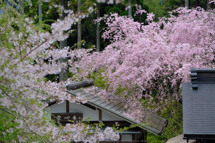 三千院,しゃくなげ(DSCF0690,98 mm,F3.2)_2016yaotomi.jpg