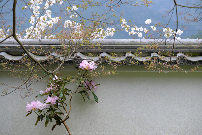 三千院,しゃくなげ(DSCF0727,98 mm,F5)_2016yaotomi.jpg