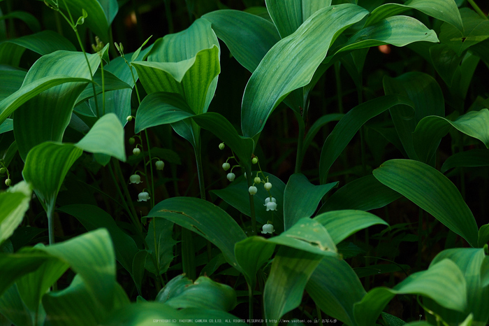 宇陀向淵,すずらん(EM180047,200 mm,F4.5)2016yaotomi_.jpg