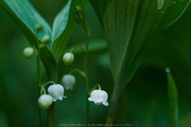 宇陀向淵,すずらん(EM180066,50 mm,F2.8)2016yaotomi_.jpg