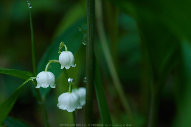 宇陀向淵,すずらん(EM180075,50 mm,F4.5)2016yaotomi_.jpg