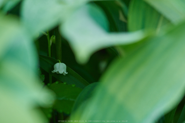 宇陀向淵,すずらん(EM180081,200 mm,F5)2016yaotomi_.jpg