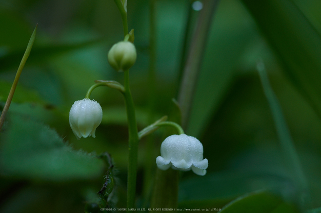 宇陀向淵,すずらん(EM180104,50 mm,F3.5)2016yaotomi_.jpg