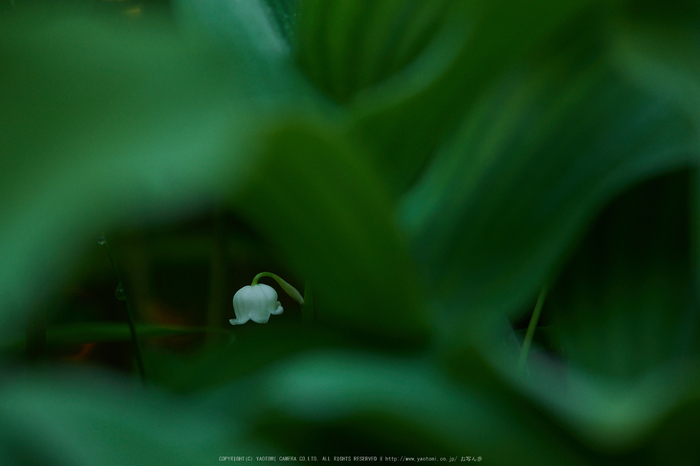 宇陀向淵,すずらん(EM180112,158 mm,F4)2016yaotomi_.jpg