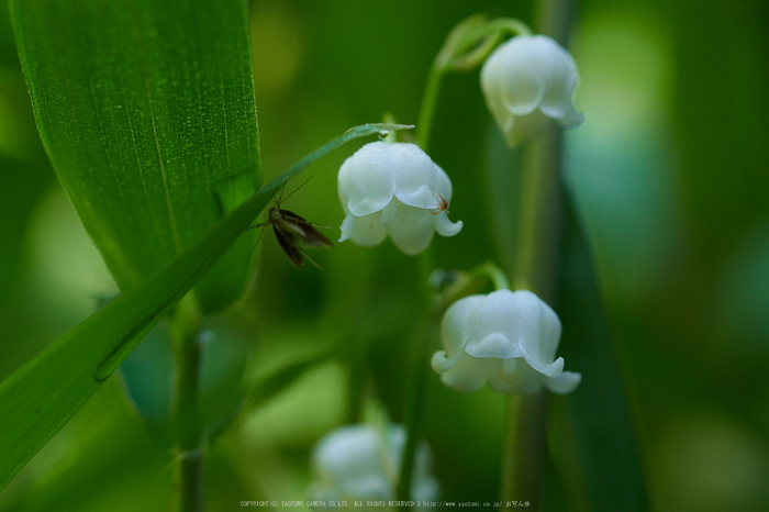 宇陀向淵,すずらん(EM180116,50 mm,F4)2016yaotomi_.jpg