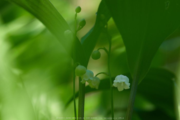 宇陀向淵,すずらん(EM180125,50 mm,F3.2)2016yaotomi_.jpg