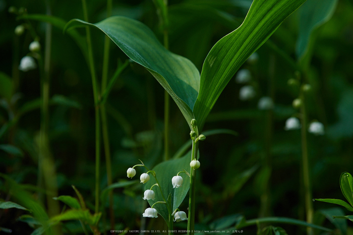 宇陀向淵,すずらん(EM180133,92 mm,F3.2)2016yaotomi_.jpg