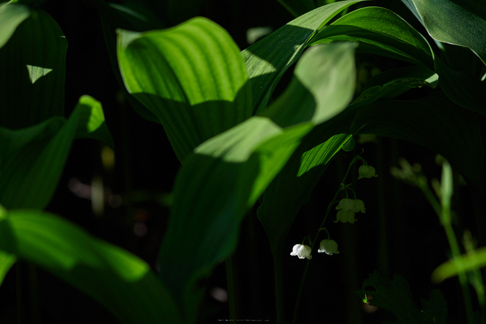 宇陀向淵,すずらん(EM180161,200 mm,F4)2016yaotomi_.jpg