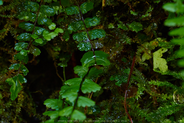 室生,龍鎮渓谷(EM180327,50 mm,F8)2016yaotomi_.jpg