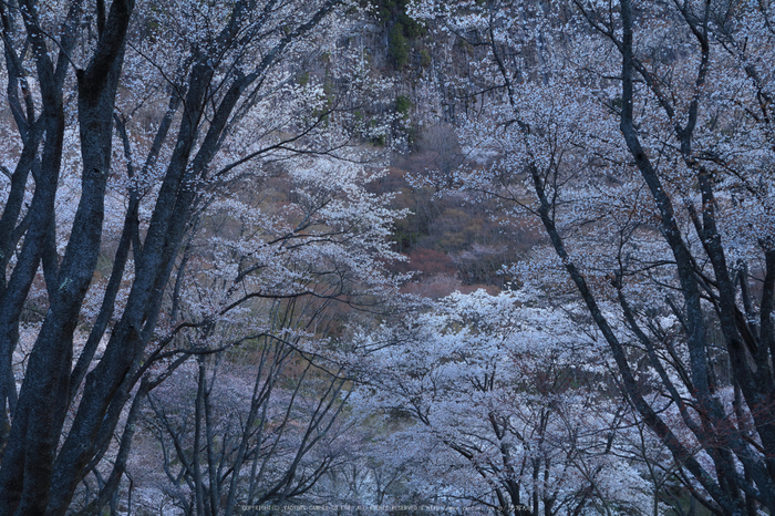 屏風岩公苑,桜(IMG_0029dpp,35 mm,F10,30 秒)2016yaotomi_.jpg