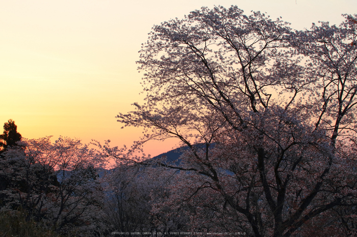 屏風岩公苑,桜(IMG_0067dpp,53 mm,F7.1,1-50 秒)2016yaotomi_.jpg