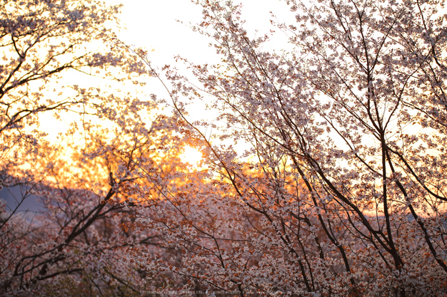 屏風岩公苑,桜(IMG_0098dpp,100 mm,F1.8,1-500 秒)2016yaotomi_.jpg