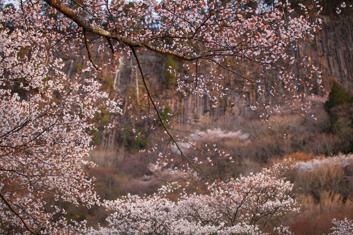 屏風岩公苑,桜(IMG_0120dpp,50 mm,F1.8,1-250 秒)2016yaotomi_.jpg