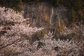 屏風岩公苑,桜(IMG_0124dpp,100 mm,F1.8,1-320 秒)2016yaotomi_.jpg