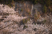 屏風岩公苑,桜(IMG_0125dpp,100 mm,F2,1-250 秒)2016yaotomi_.jpg