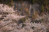 屏風岩公苑,桜(IMG_0126dpp,100 mm,F2.2,1-200 秒)2016yaotomi_.jpg
