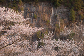 屏風岩公苑,桜(IMG_0127dpp,100 mm,F2.5,1-160 秒)2016yaotomi_.jpg