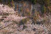 屏風岩公苑,桜(IMG_0129dpp,100 mm,F3.5,1-80 秒)2016yaotomi_.jpg
