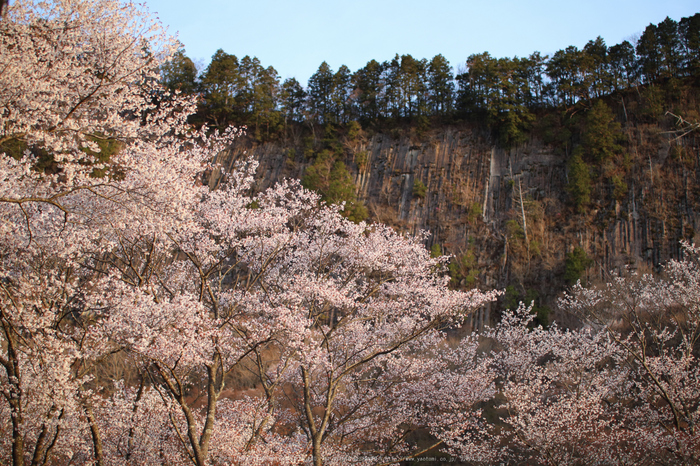 屏風岩公苑,桜(IMG_0142dpp(2),50 mm,F1.8,1-500 秒)2016yaotomi_.jpg