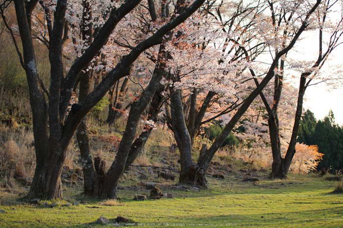 屏風岩公苑,桜(IMG_0158dpp(2),57 mm,F1.8,1-400 秒)2016yaotomi_.jpg
