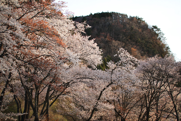 屏風岩公苑,桜(IMG_0165dpp(2),50 mm,F1.8,1-1000 秒)2016yaotomi_.jpg