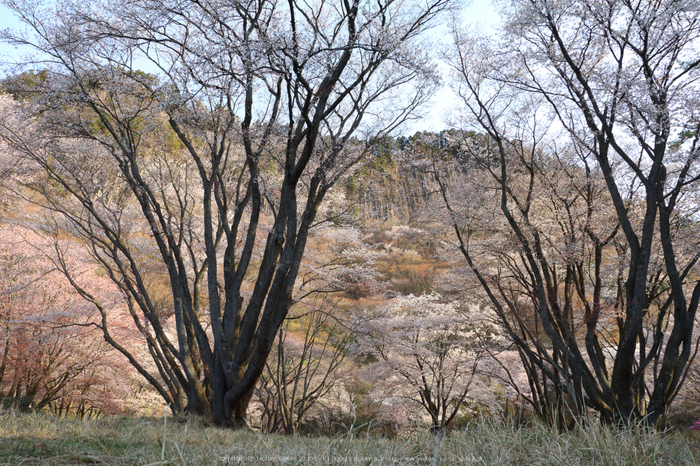 屏風岩公苑,桜(IMG_0192dpp(2),18 mm,F8,1-40 秒)2016yaotomi_.jpg