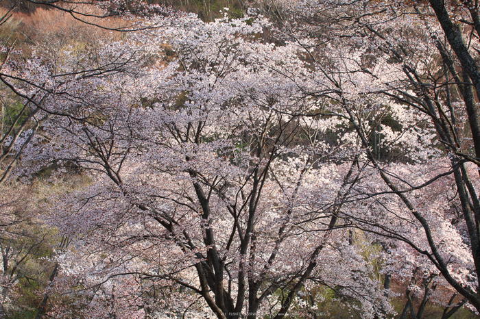 屏風岩公苑,桜(IMG_0195dpp(2),65 mm,F5.6,1-80 秒)2016yaotomi_.jpg