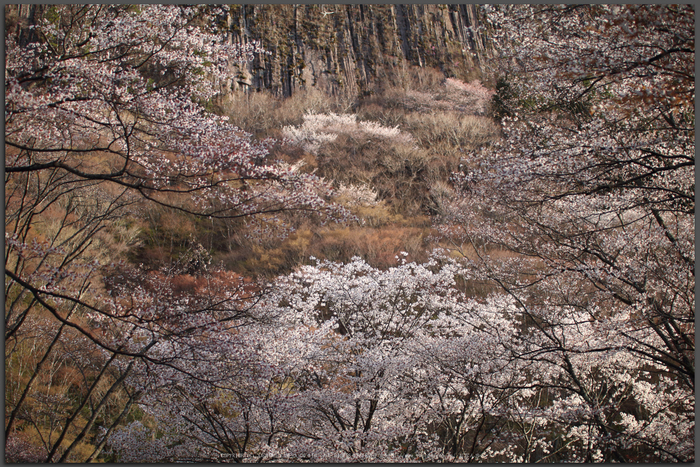 屏風岩公苑,桜(IMG_0198dpp,50-mm,F1.8,1-1000-秒)2016yaotomi_T.jpg