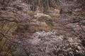 屏風岩公苑,桜(IMG_0198dppf,50 mm,F1.8,1-1000 秒)2016yaotomi_.jpg