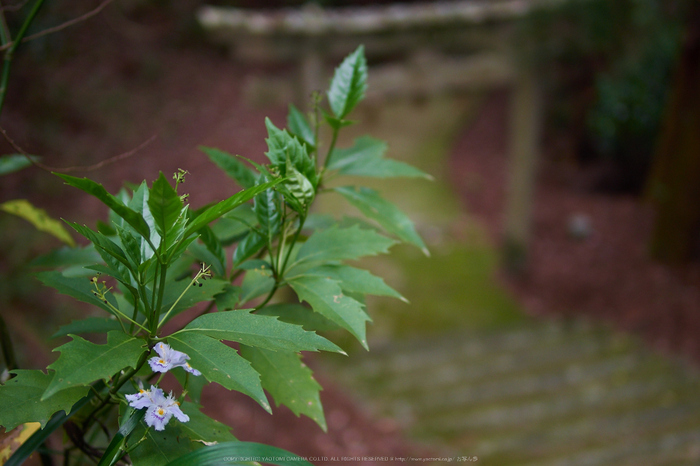 明日香,栢森_EM170249,30 mm,F1.4_2016yaotomi.jpg