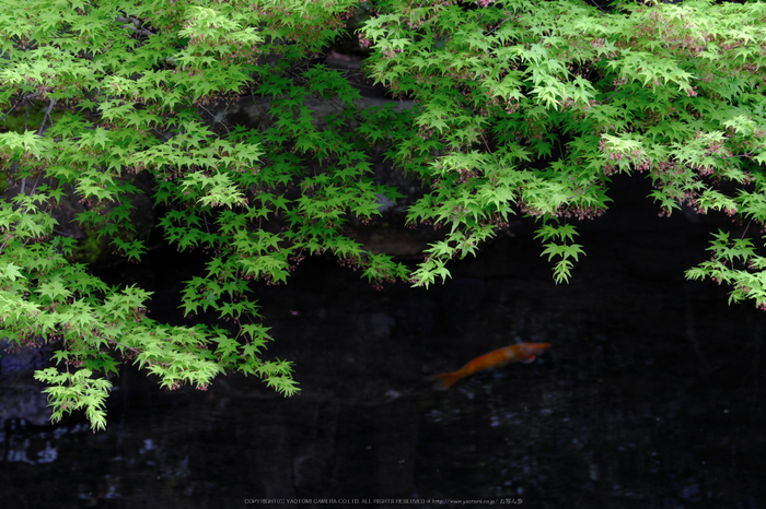 蓮華寺,新緑(DSCF0784,124 mm,F9)2016yaotomi.jpg