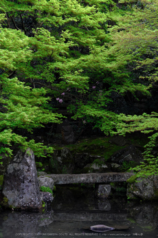 蓮華寺,新緑(DSCF0786,50 mm,F9)2016yaotomi.jpg