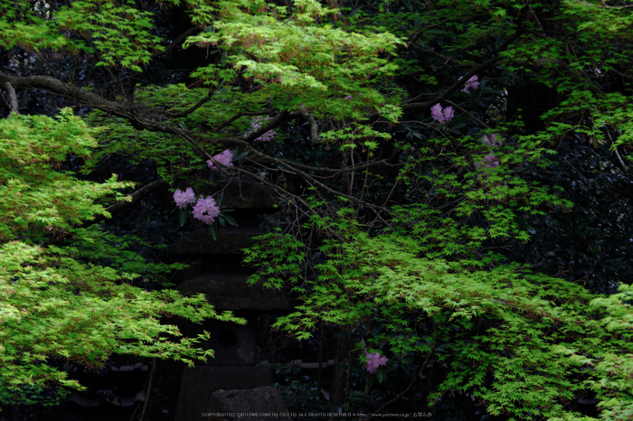 蓮華寺,新緑(DSCF0788,140 mm,F9)2016yaotomi.jpg